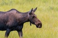 Female Moose Grazing in Grass Royalty Free Stock Photo