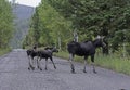 A female Moose and her twin babies walk down a paved road in the Grand Tetons. Royalty Free Stock Photo