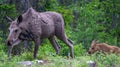 Female moose with its calf in the green forest. Norway. Royalty Free Stock Photo