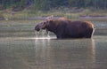 Female Moose in Lake at Glacier National Park