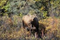 FEMALE MOOSE LOOKING AT CAMERA IN FALL FORREST COLOURS