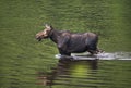 Female moose mammal C
