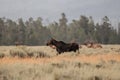 Female Moose Runs Across Open Meadow Royalty Free Stock Photo