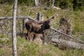 Female moose standing in a deforestation area in Sweden Royalty Free Stock Photo