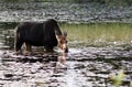 Female moose in the swamp Royalty Free Stock Photo