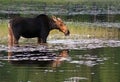 Female moose in the swamp Royalty Free Stock Photo