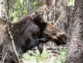 Female Moose in the Trees in Rocky Mountain National Park Royalty Free Stock Photo