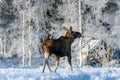 Female moose walking a cross a snow covered field in sunlight Royalty Free Stock Photo