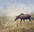 Female Moose Walking Royalty Free Stock Photo