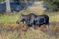 Female moose walking in tall grass Royalty Free Stock Photo