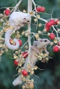 A female mosaic sugar glider and a male leucistic sugar glider are looking for food in a palm grove. Royalty Free Stock Photo