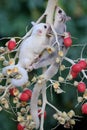 A female mosaic sugar glider and a male leucistic sugar glider are looking for food in a palm grove. Royalty Free Stock Photo