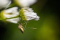 Female mosquito Culicidae on a common daisy Bellis perennis