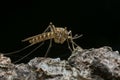 Female mosquito, Culiseta bergrothi on wood