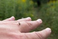 Female mosquito sitting on surface of man outstretched hand with fingers spread and drinking blood on greenery blurred background