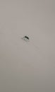Female mosquito sitting on a white wall