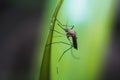 a mosquito sleeping on a thin leaf