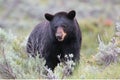 Female mother American Black Bear Ursus americanus in Yellowstone National Park in Wyoming Royalty Free Stock Photo
