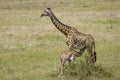 Female mother giraffe feeding baby giraffe in Masai Mara Kenya Royalty Free Stock Photo