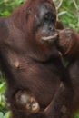 Female Mother Orangutan and her baby Royalty Free Stock Photo