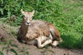 The female mouflon
