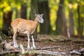 Female mouflon observing in forest in autumn nature. Royalty Free Stock Photo