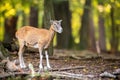 Female mouflon observing in forest in autumn nature.