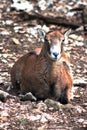 Female mouflon sheep laying on the ground