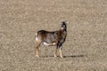 Female mouflon sheep standing in a field