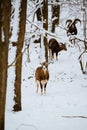 Female mouflon in winter forest