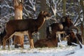 A female mouflon in the winter woods.