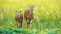 Female mouflon with young walking forward and looking on field in summer