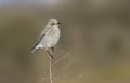 Female Mountain bluebird