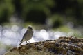 A female mountain bluebird (Sialia currucoides ) with an insect