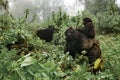 A female mountain gorilla with a baby in Rwanda