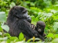 A female mountain gorilla with a baby. Uganda. Bwindi Impenetrable Forest National Park. Royalty Free Stock Photo