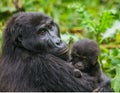 A female mountain gorilla with a baby. Uganda. Bwindi Impenetrable Forest National Park. Royalty Free Stock Photo