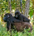 A female mountain gorilla with a baby. Uganda. Bwindi Impenetrable Forest National Park. Royalty Free Stock Photo