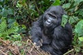 Female mountain gorilla with expressive face Royalty Free Stock Photo