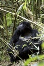 Female mountain gorilla in Volcanoes National Park, Virunga, Rwanda
