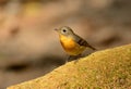 Female Mugimaki Flycatcher (Ficedula mugimaki) Royalty Free Stock Photo