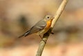 Female Mugimaki Flycatcher (Ficedula mugimaki) Royalty Free Stock Photo