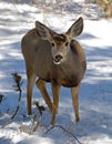 Female mule deer Royalty Free Stock Photo