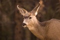 A Female Mule Deer Royalty Free Stock Photo