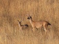 Female mule deer and fawn