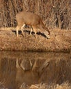 Female Mule Deer Feeding Royalty Free Stock Photo