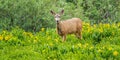 Female Mule Deer In  Field Of Sunfloweers Royalty Free Stock Photo