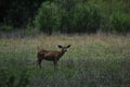 Female Mule Deer Royalty Free Stock Photo