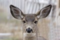 Female Mule Deer Head Shot Blurred Background