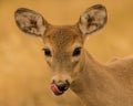 Female mule deer licking lips